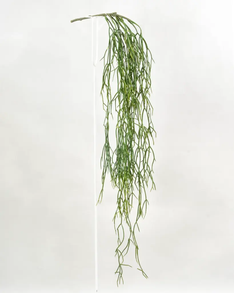 Rhipsalis Hanging 