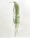 Rhipsalis Hanging 