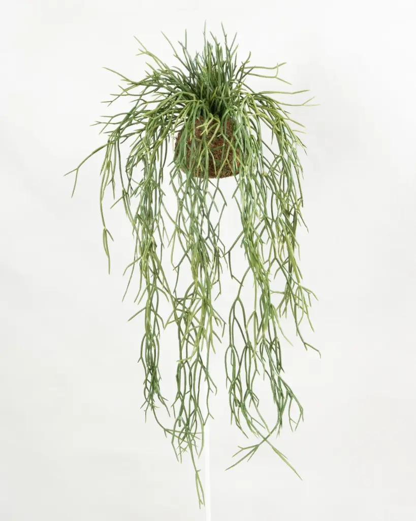 Rhipsalis on Mud Base 