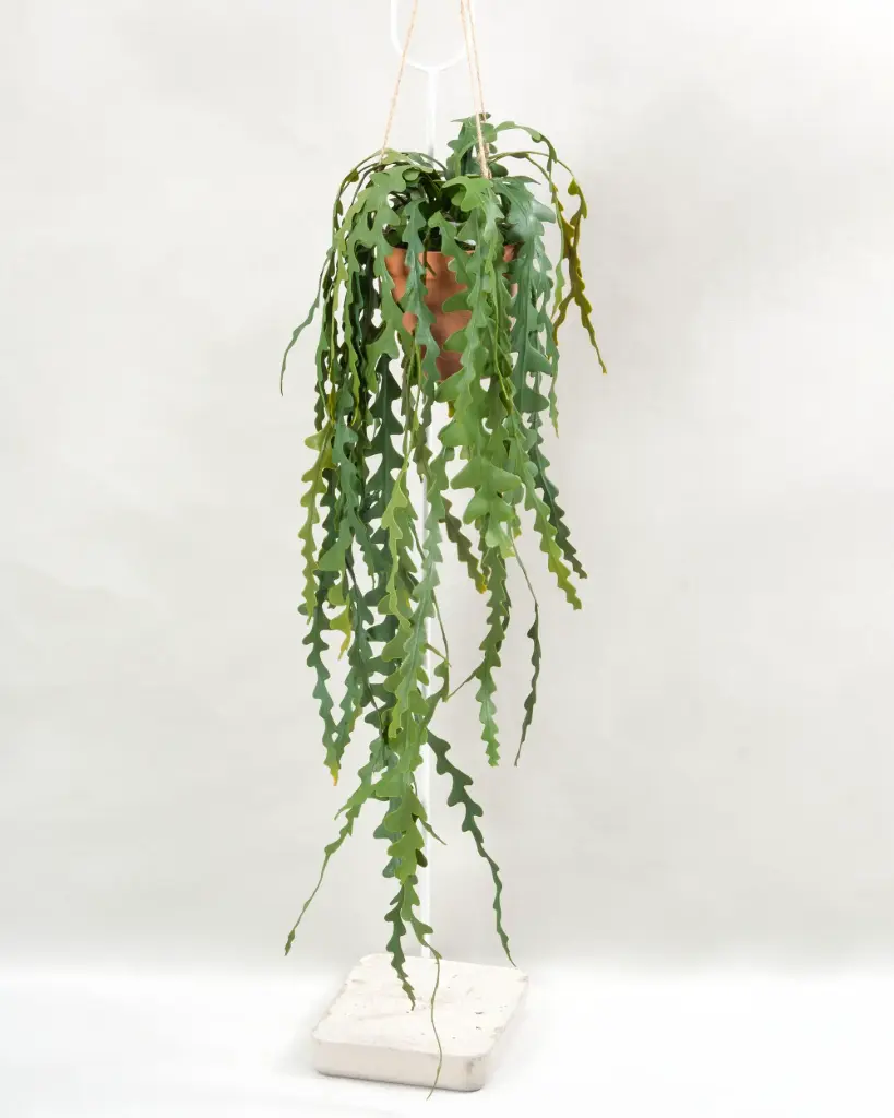 Fishbone Cactus Potted