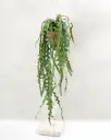 Fishbone Cactus Potted