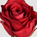 [7156] Rose (Alternative 3)