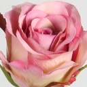 [7157] Rose (Alternative 4)