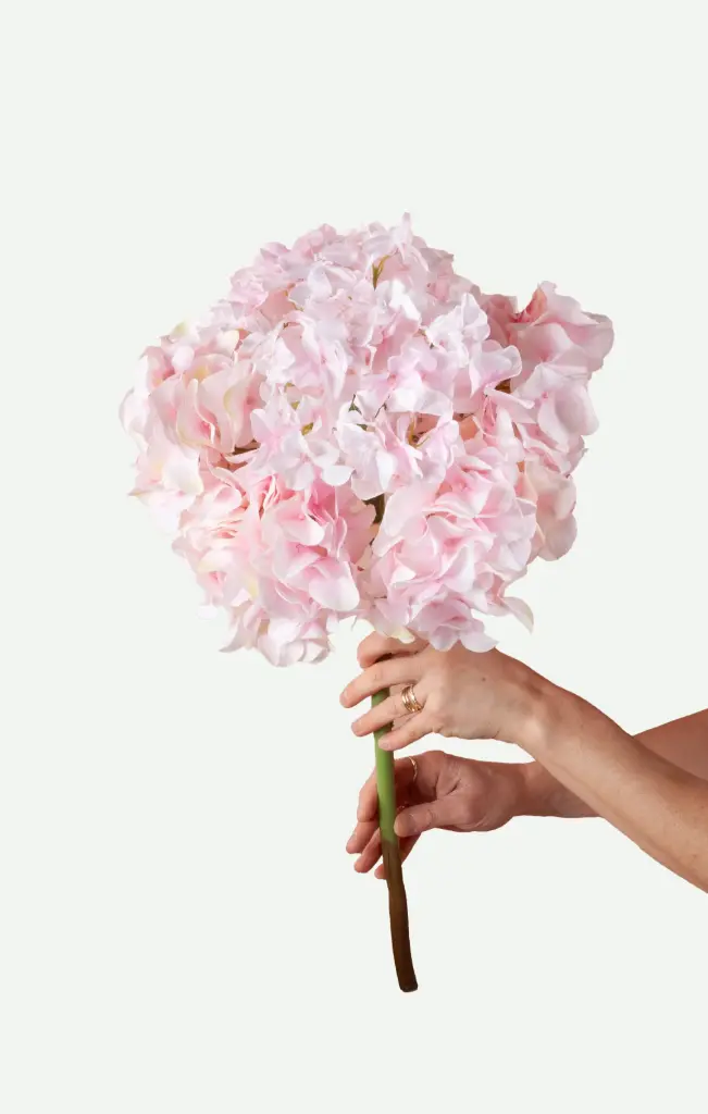 Hydrangea large flower