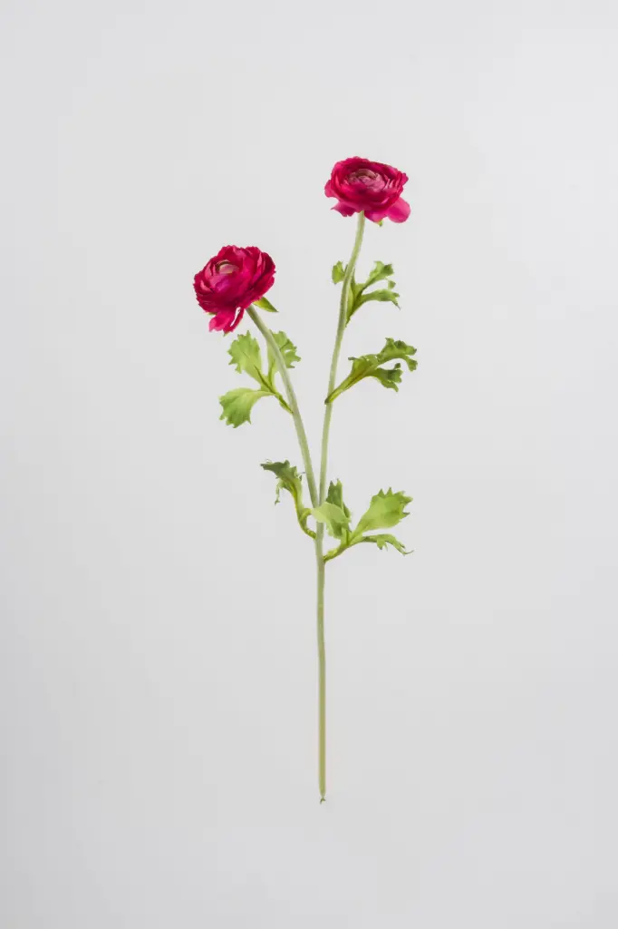 Ranunculus