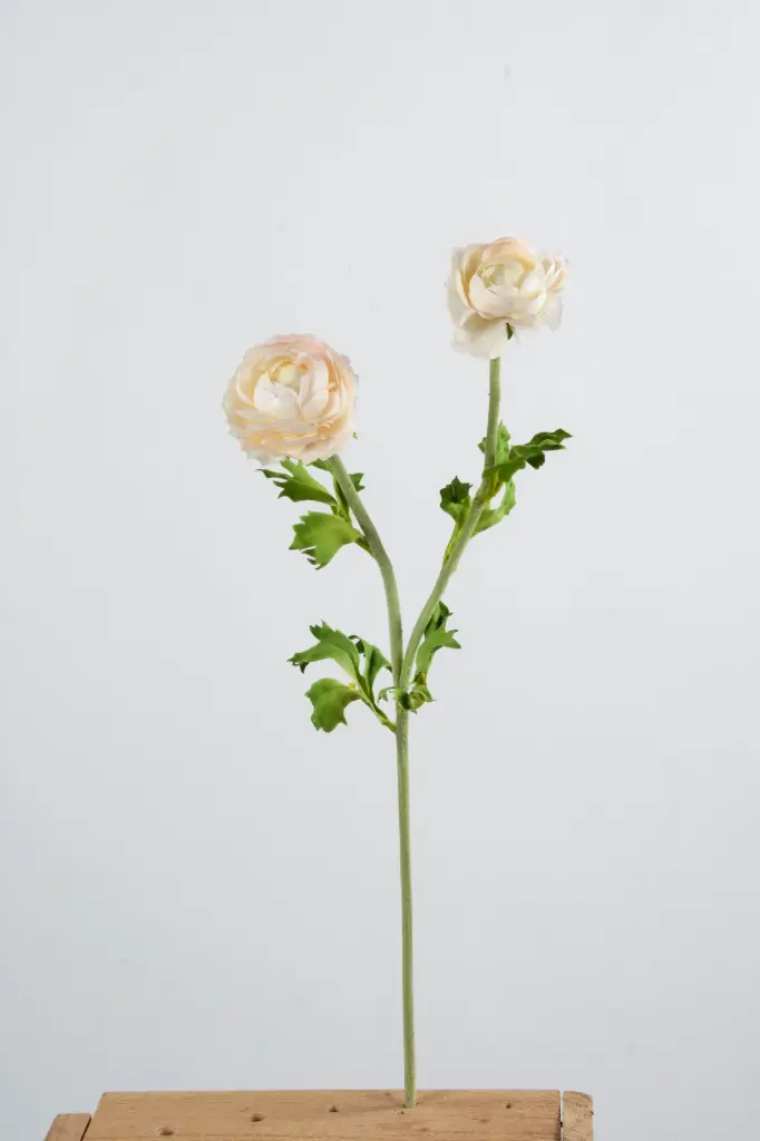Ranunculus