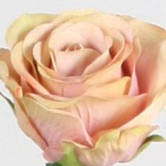 [7158] Rose (Alternative 5)