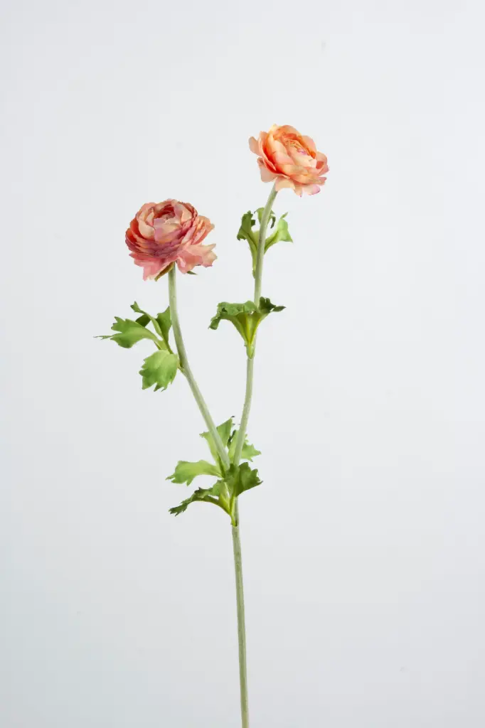 Ranunculus