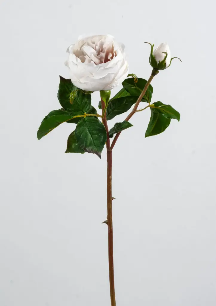 Rose English 
