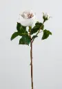 Rose English 