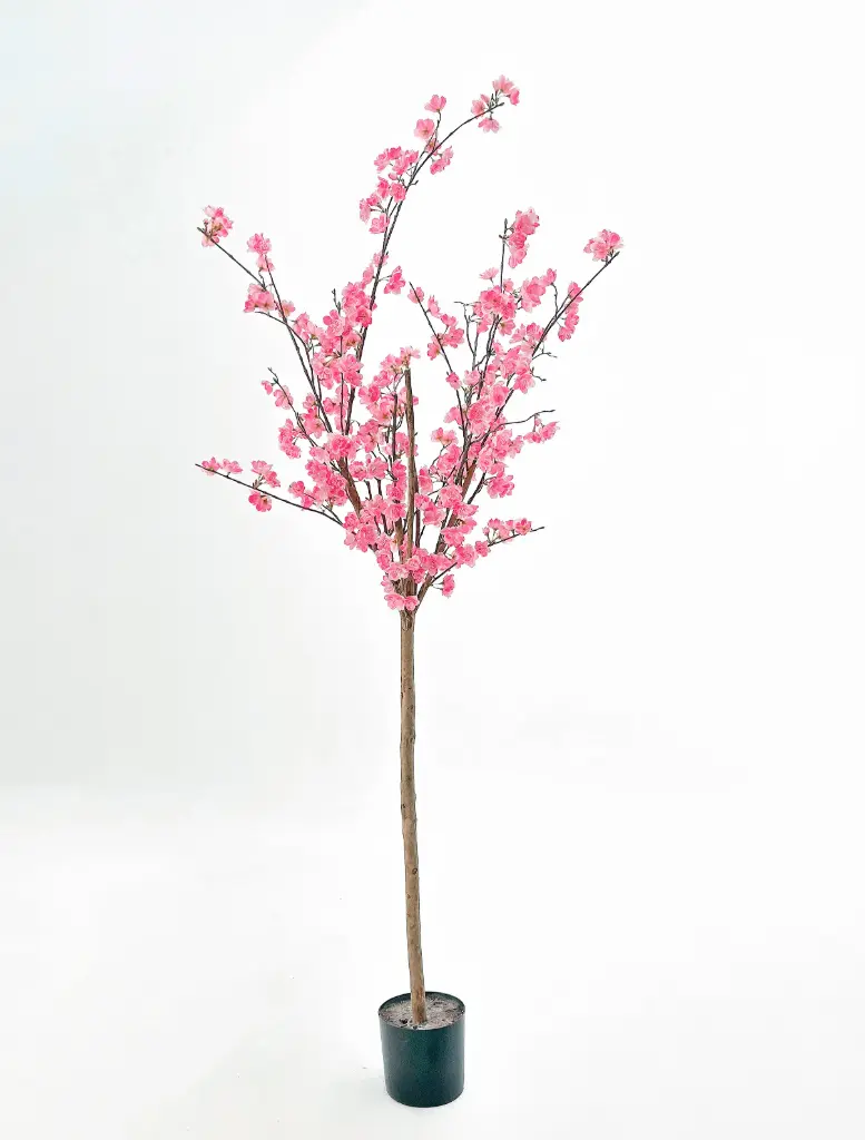 Cherry Blossom, New item – delayed