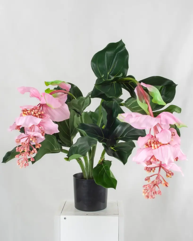 Medinilla