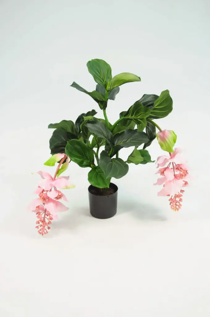 Medinilla, New item – delayed