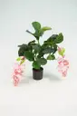 Medinilla