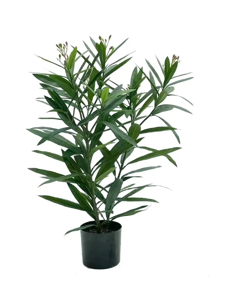 Oleander with buds, New item – delayed