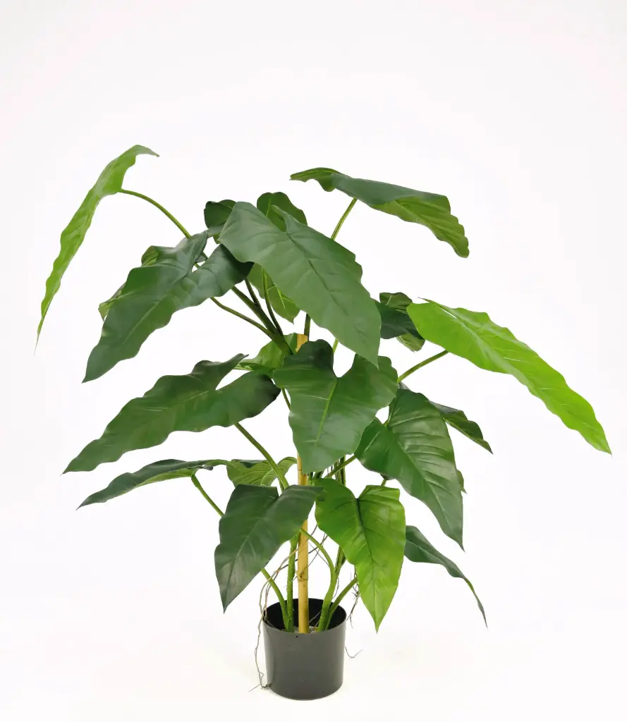 Alocasia, New item – delayed