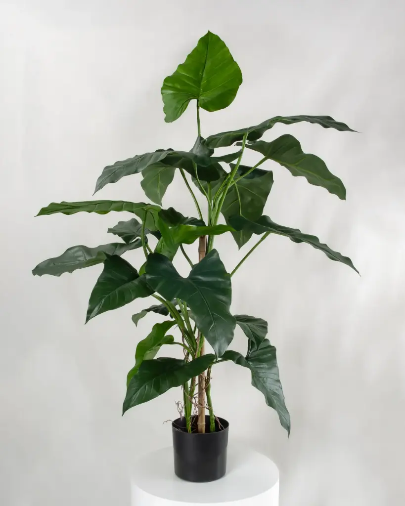 Alocasia
