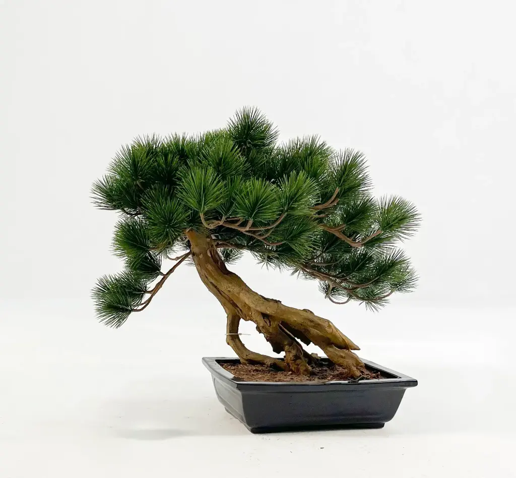 Bonsai, New item – delayed