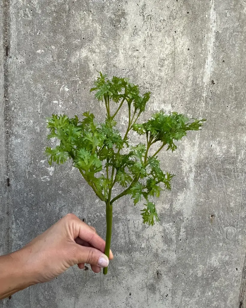 Parsley