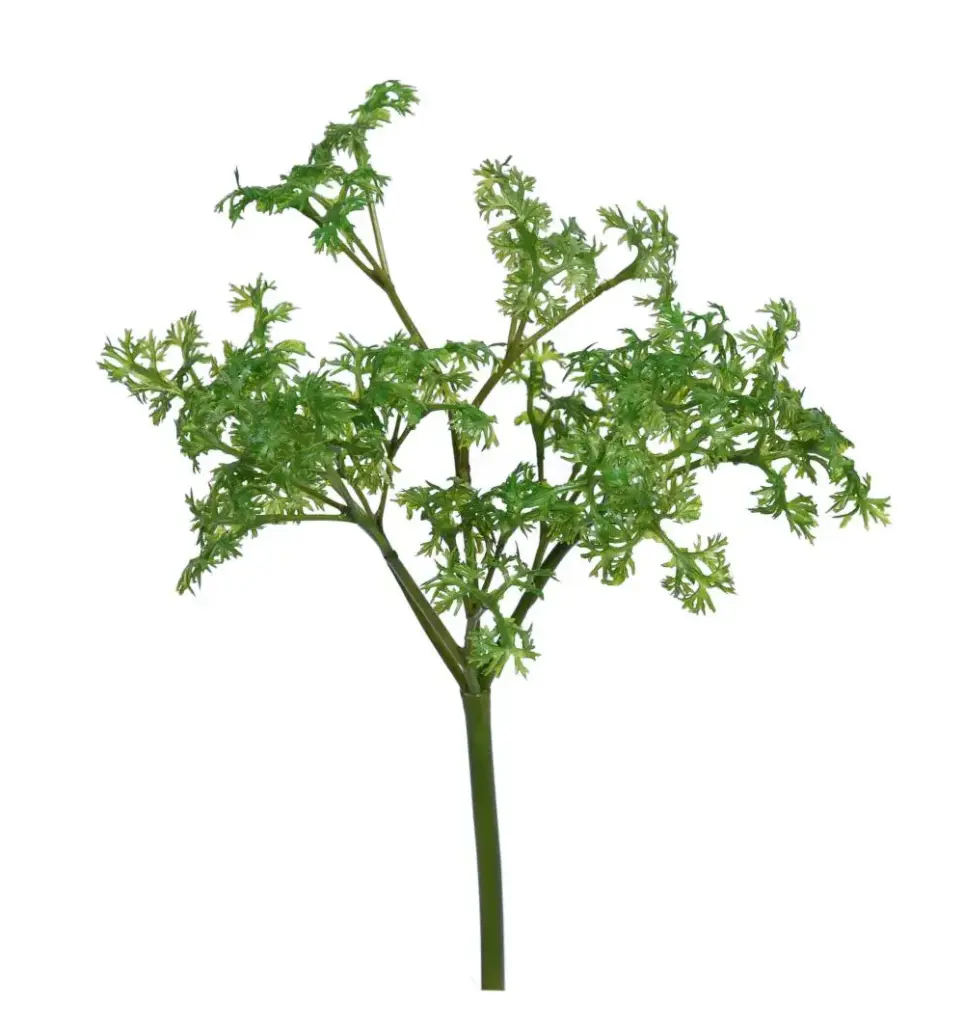 Parsley