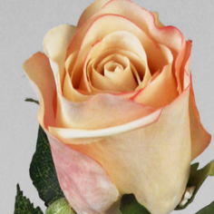 [6892] Rose (Alternative 1)