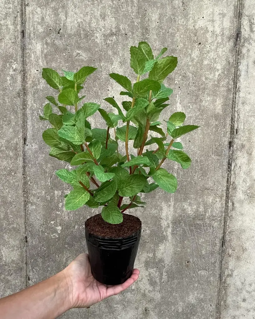 Mint Potted
