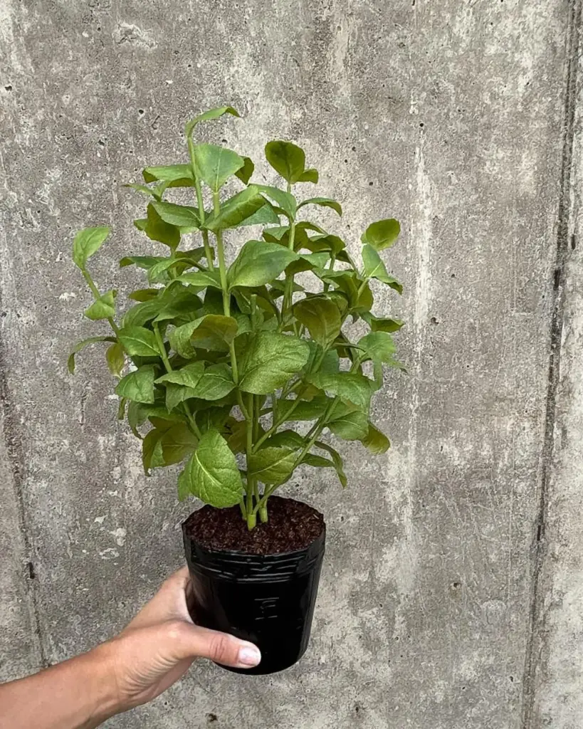 Basil Potted