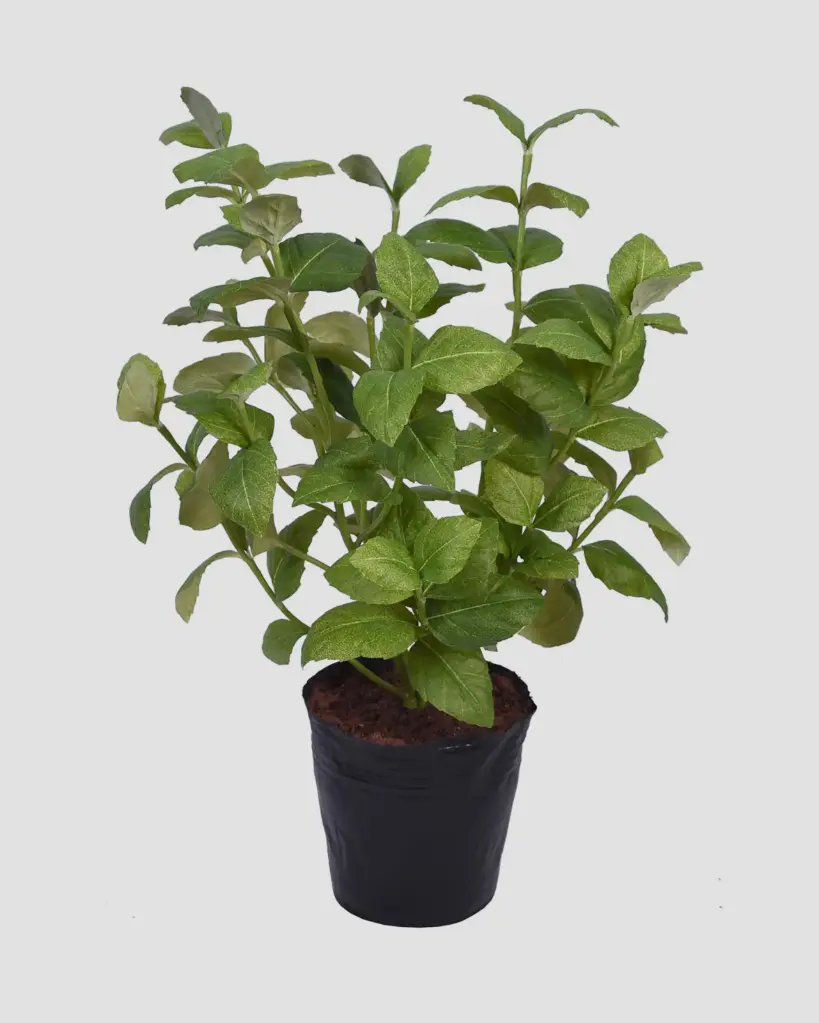 Basil Potted