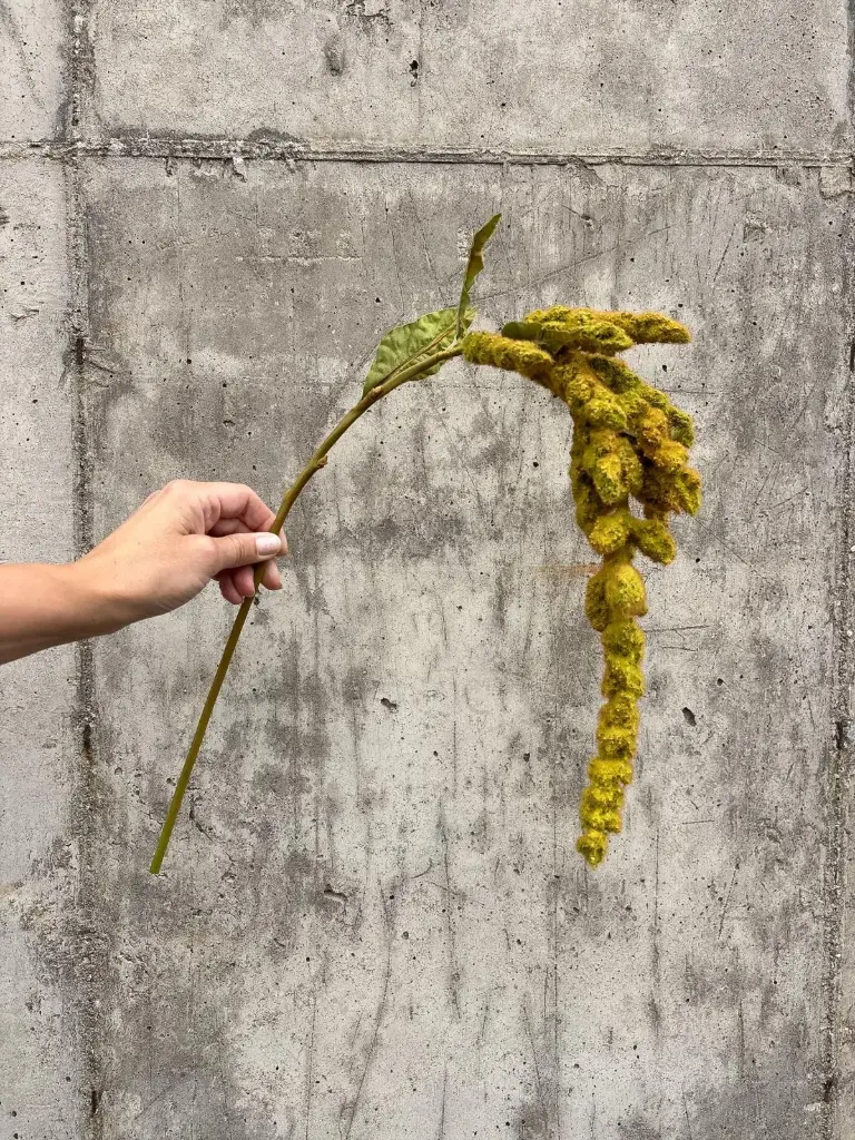 Amaranthus