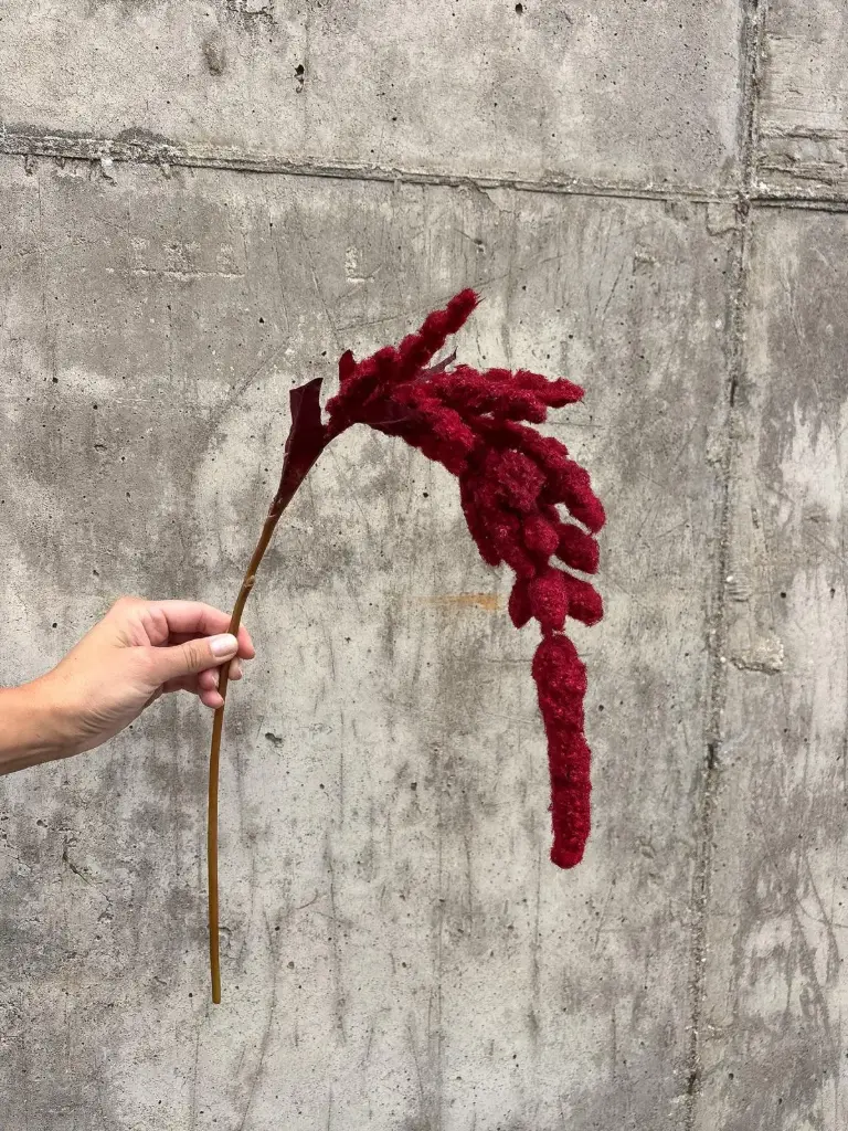 Amaranthus