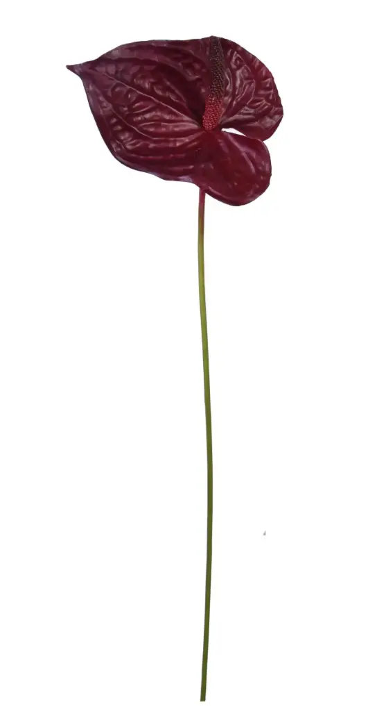 Anthurium