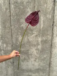 [4180-1] Anthurium (Alternative 1)