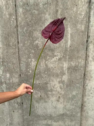 Anthurium