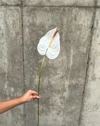 [4180-2] Anthurium (Alternative 2)
