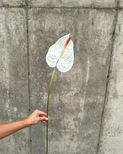 Anthurium