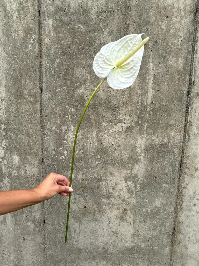 Anthurium