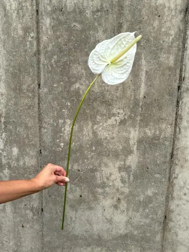 Anthurium