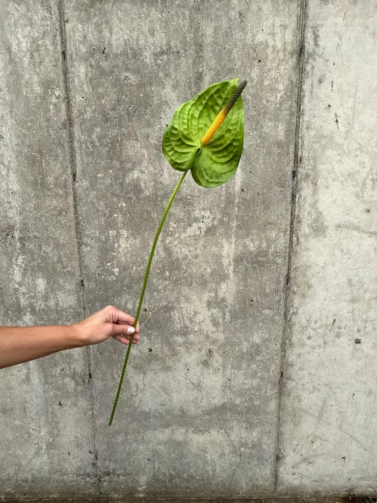Anthurium