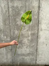 [4180-4] Anthurium (Alternative 4)
