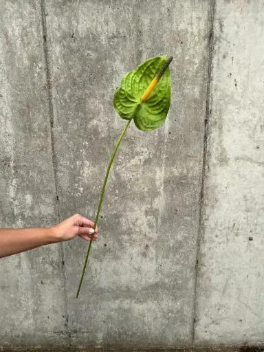 Anthurium