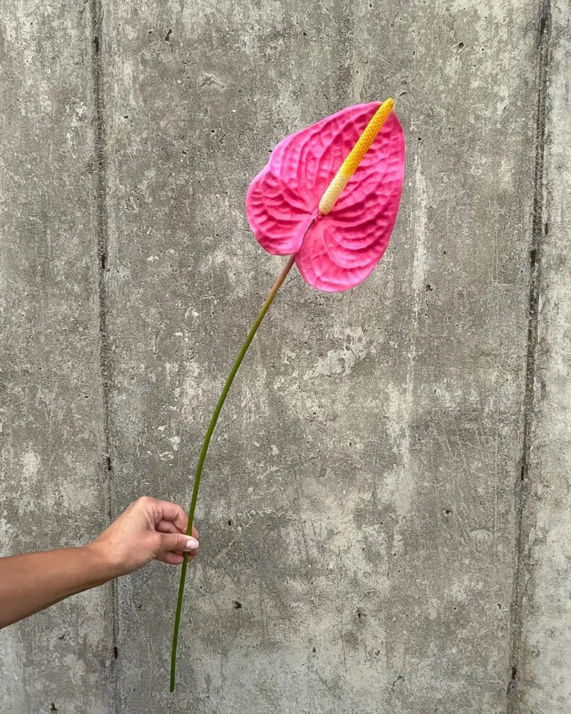 Anthurium