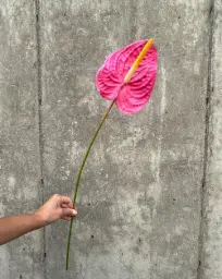 [4180-5] Anthurium (Alternative 5)