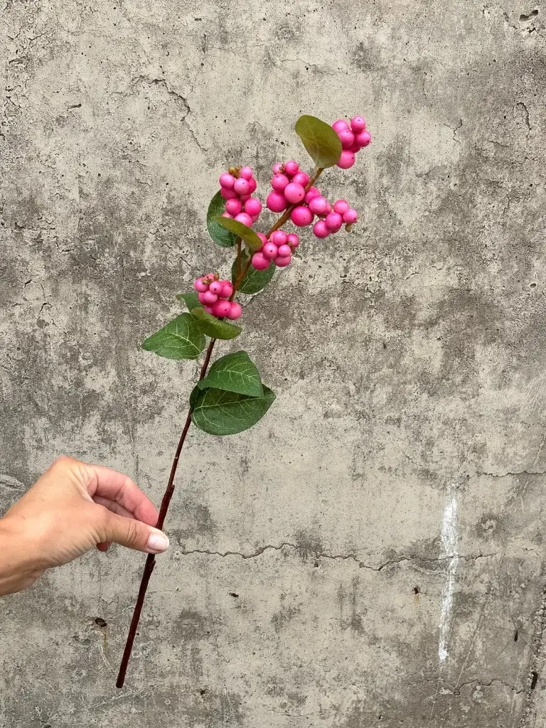 Snow Berry
