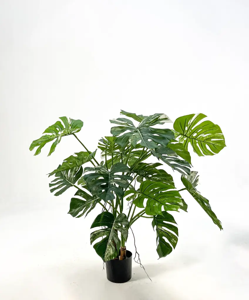 Monstera Deliciosa Varigated, New item – delayed