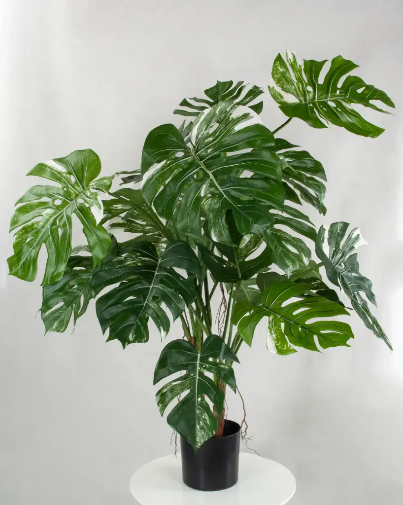 Monstera Deliciosa Varigated