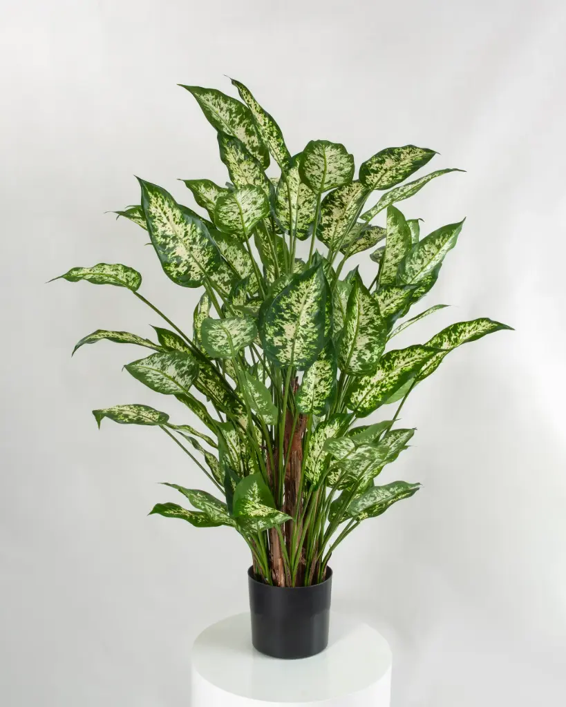 Dieffenbachia