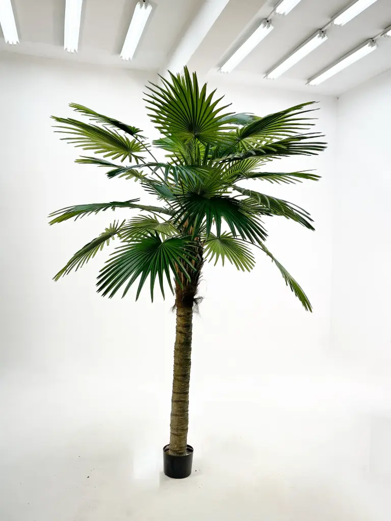 Washingtonia Palm Tree