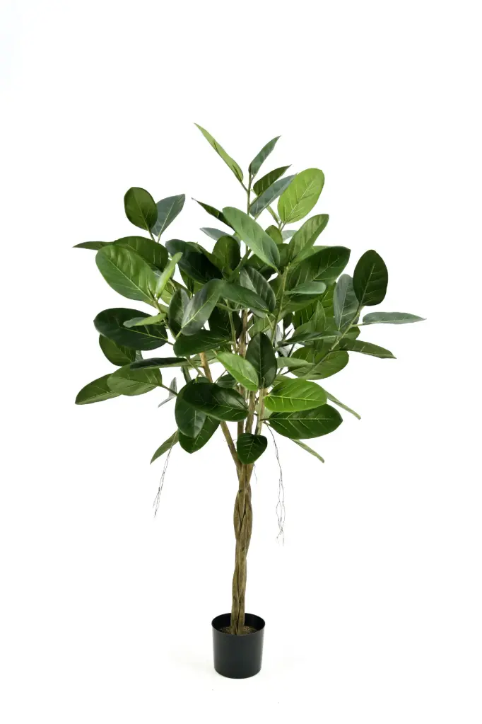 Ficus Audrey, New item – delayed