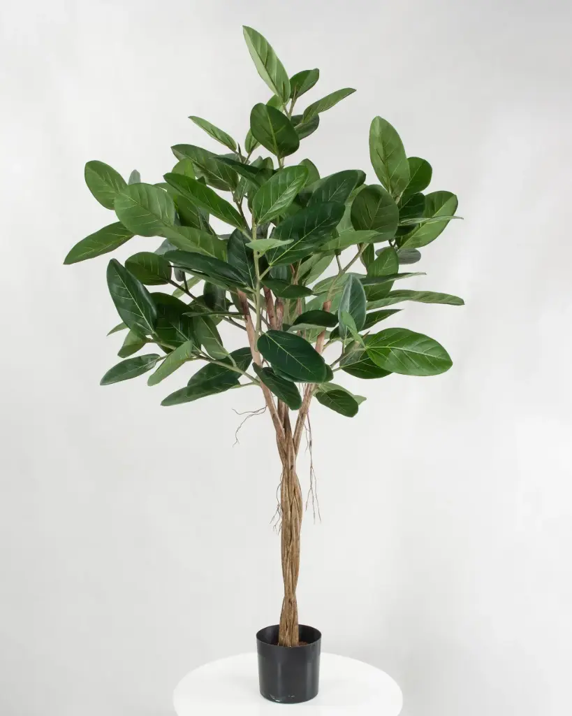 Ficus Audrey