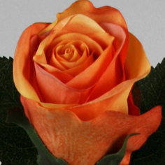 [6893] Rose (Alternative 3)